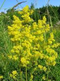 Galium verum. Верхушка цветущего растения. Камчатский край, Елизовский р-н, комплексный памятник природы гора Зайкин мыс, луговина по границе леса. 09.07.2013.