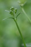 genus Ranunculus. Побег с бутонами. Ленинградская обл., Всеволожский р-н, окр. пос. Куйвози, на краю дороги между смешанным лесом и зарастающим осушенным болотом. 30.05.2016.