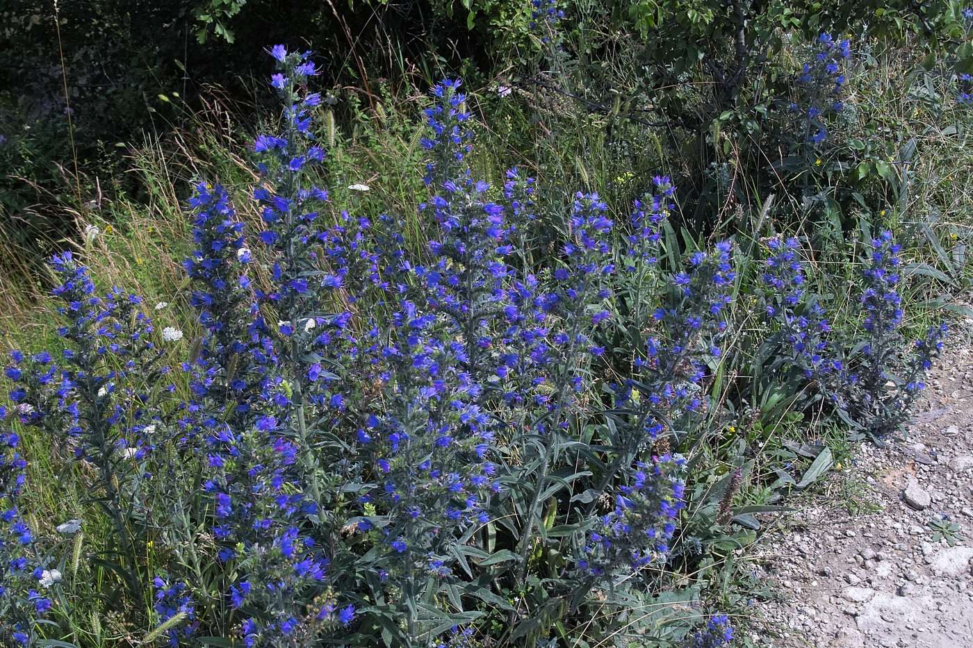 Изображение особи Echium vulgare.