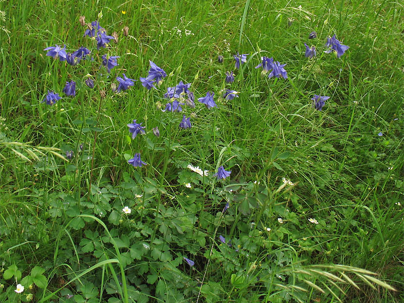 Image of Aquilegia vulgaris specimen.