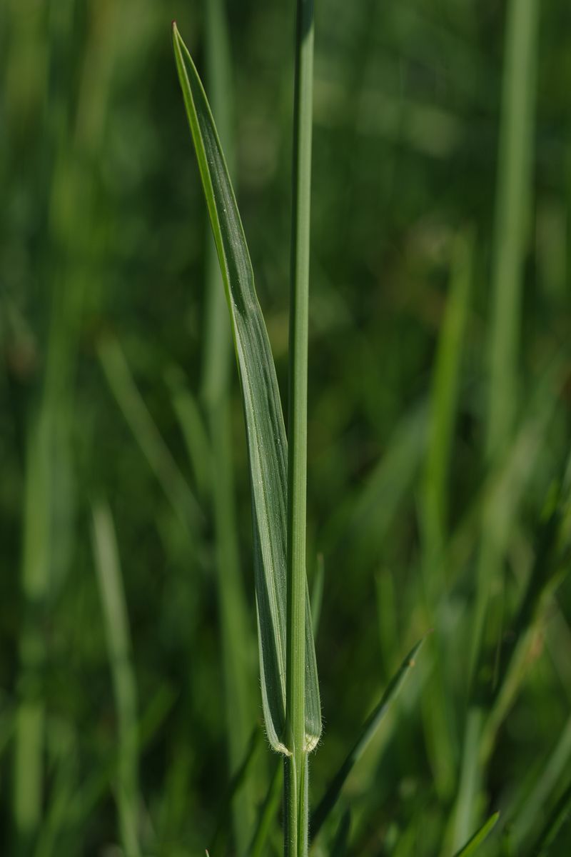 Image of Helictotrichon pubescens specimen.