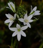 Ornithogalum narbonense. Соцветие. Израиль, Нижняя Галилея, г. Верхний Назарет, выположенная вершина горы. 25.03.2015.