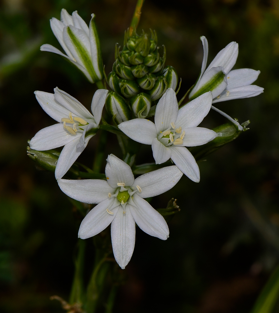 Изображение особи Ornithogalum narbonense.