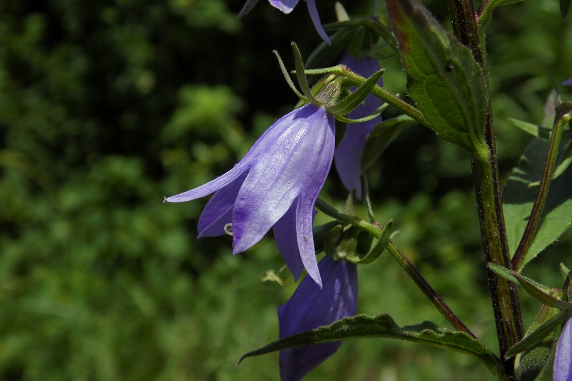 Изображение особи Campanula rapunculoides.