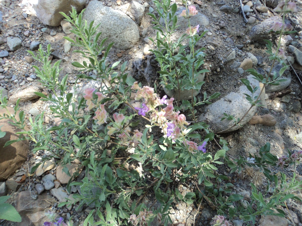 Image of Salvia hydrangea specimen.