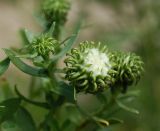 Grindelia squarrosa