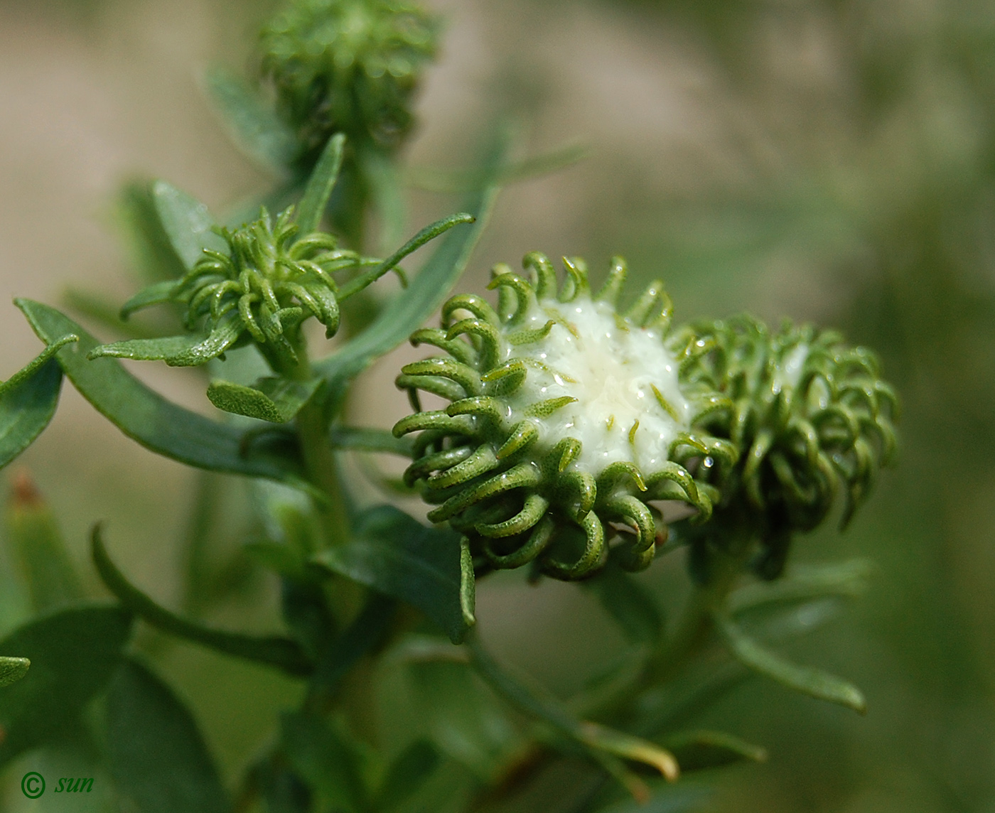 Изображение особи Grindelia squarrosa.