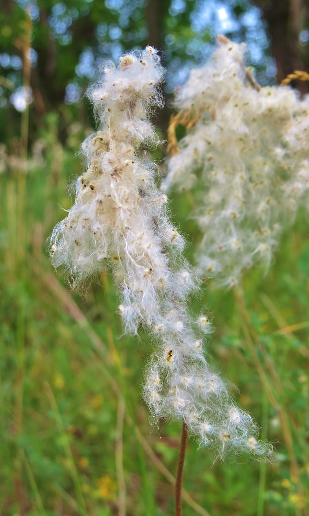 Image of Anemone sylvestris specimen.