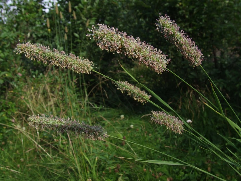 Image of Phleum pratense specimen.