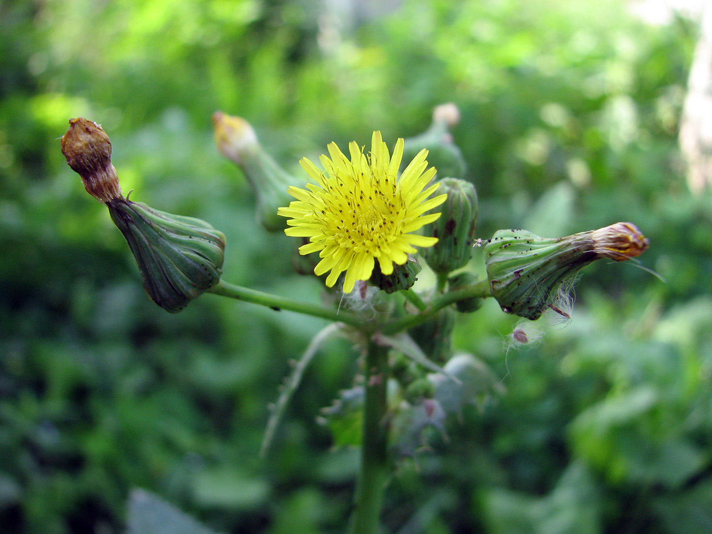 Image of Sonchus asper specimen.