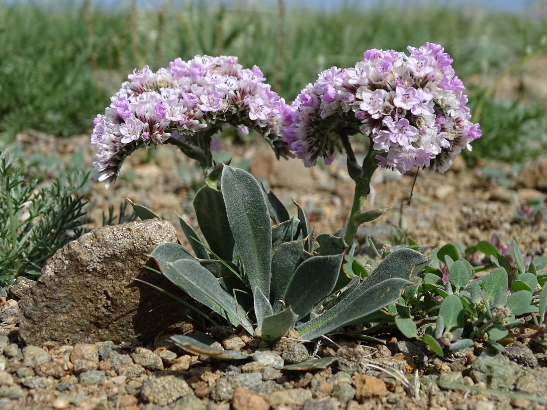 Image of Goniolimon krylovii specimen.