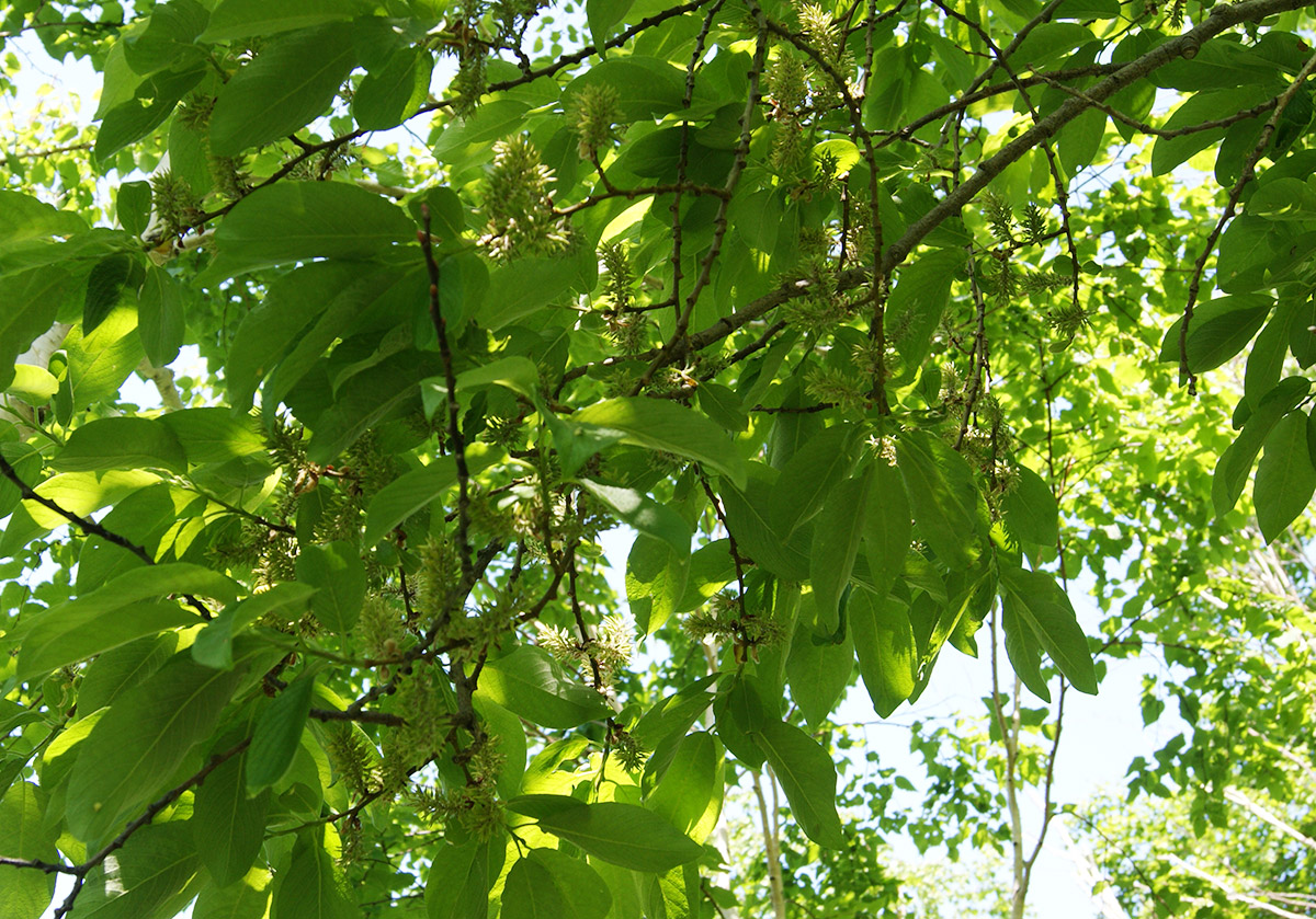 Image of Salix caprea specimen.