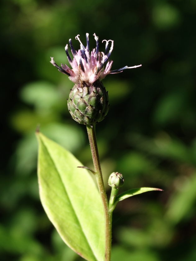 Image of Saussurea grandifolia specimen.