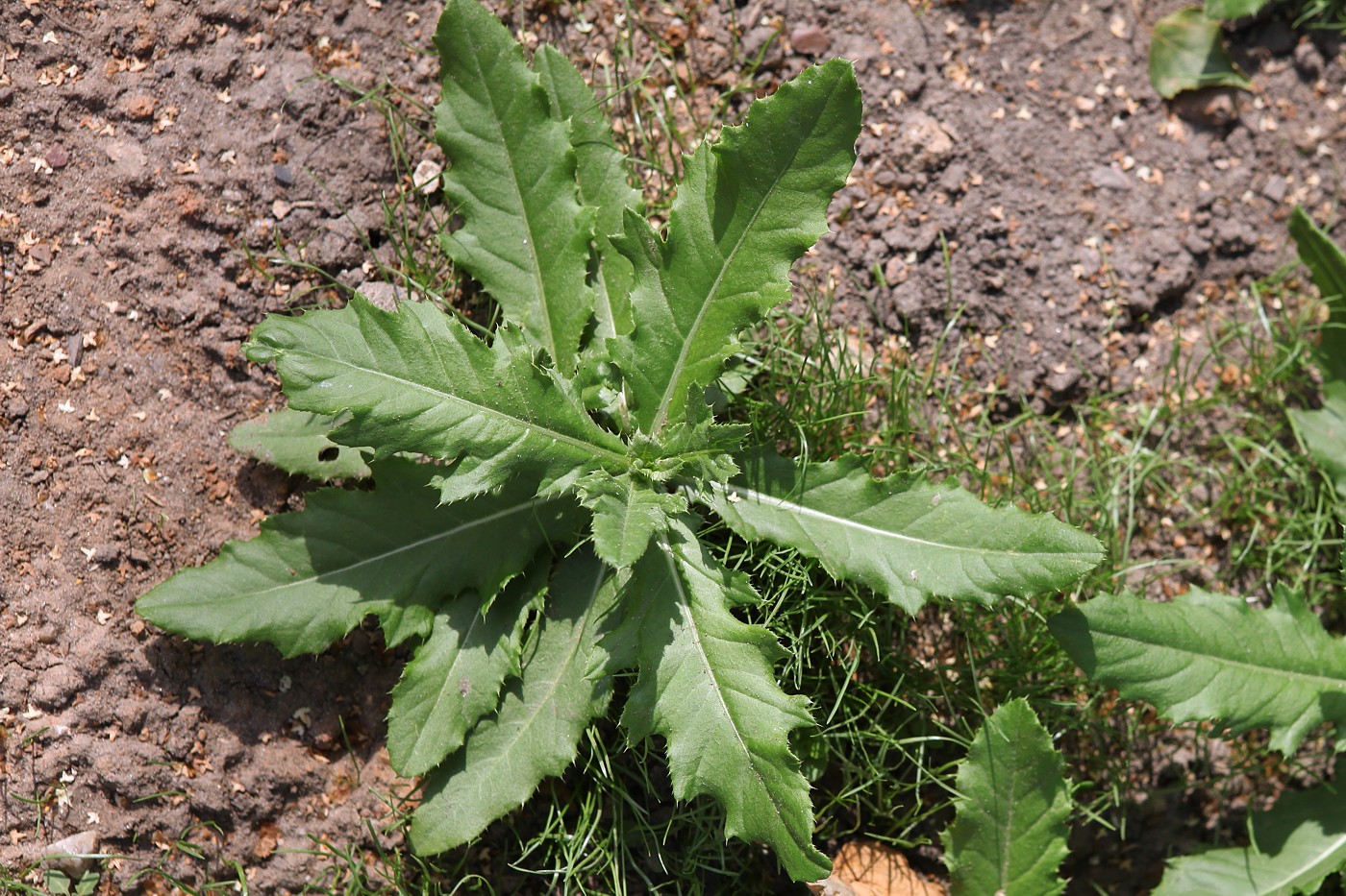 Изображение особи Cirsium setosum.