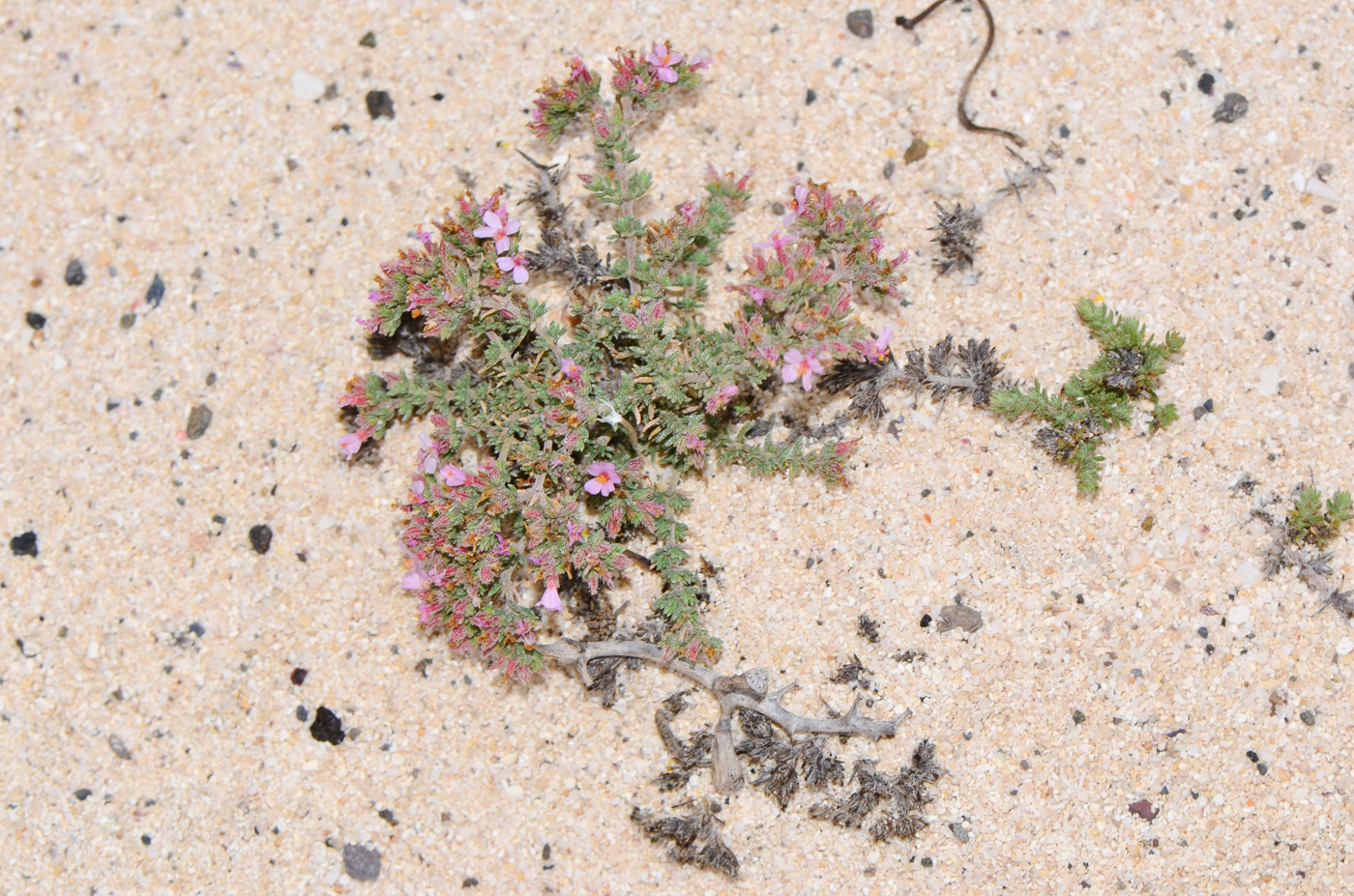 Image of Frankenia capitata specimen.