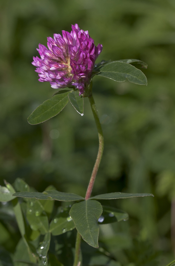 Изображение особи Trifolium medium.