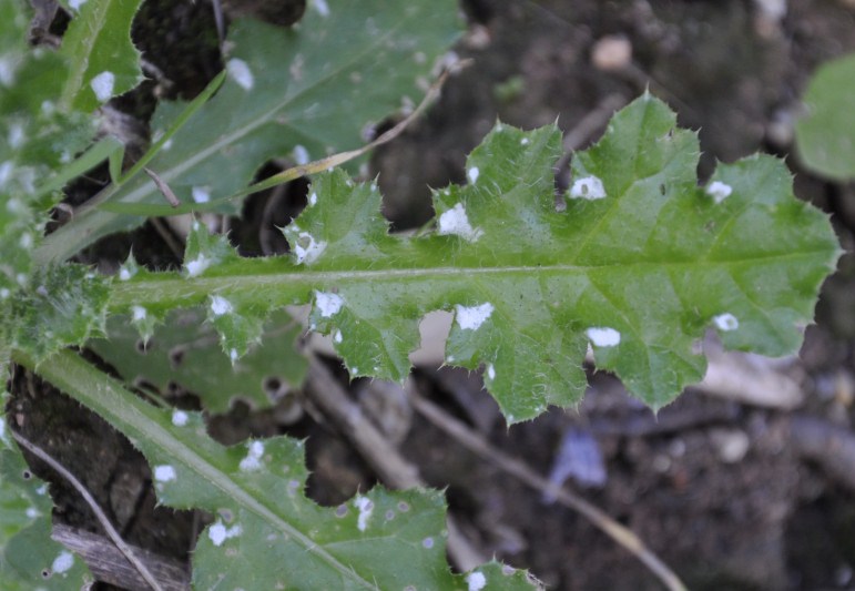 Изображение особи Carduus acicularis.