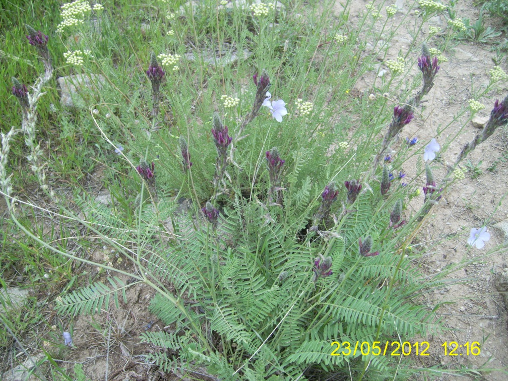 Image of Astragalus macrostachys specimen.