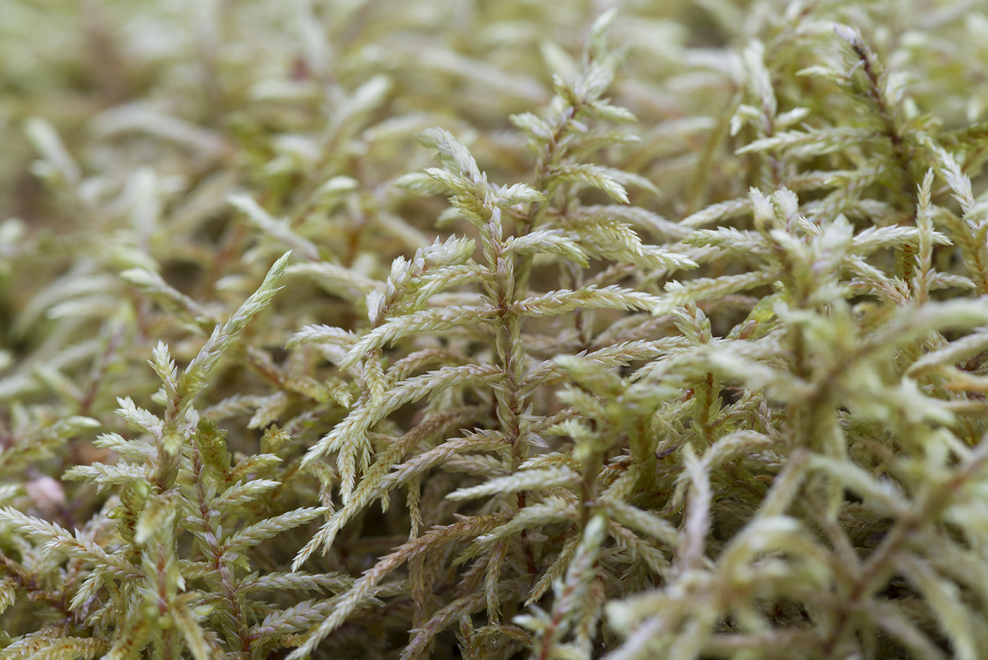 Image of Pleurozium schreberi specimen.
