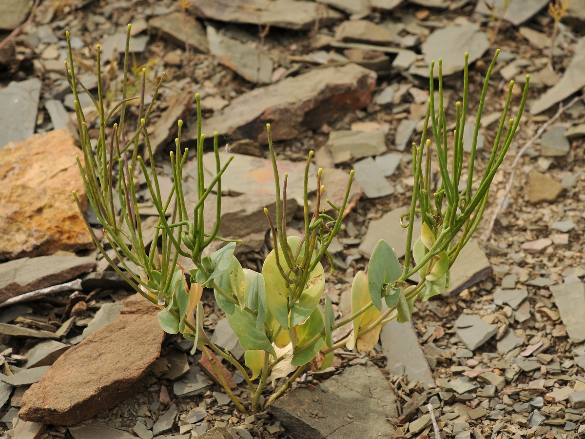 Image of Conringia clavata specimen.