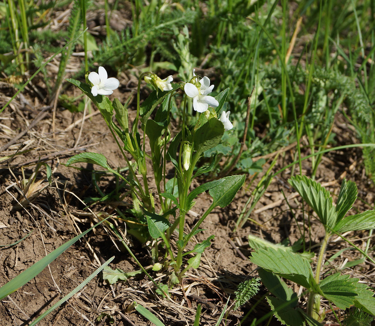 Изображение особи Viola pumila.