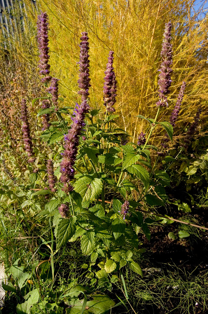 Image of Agastache foeniculum specimen.