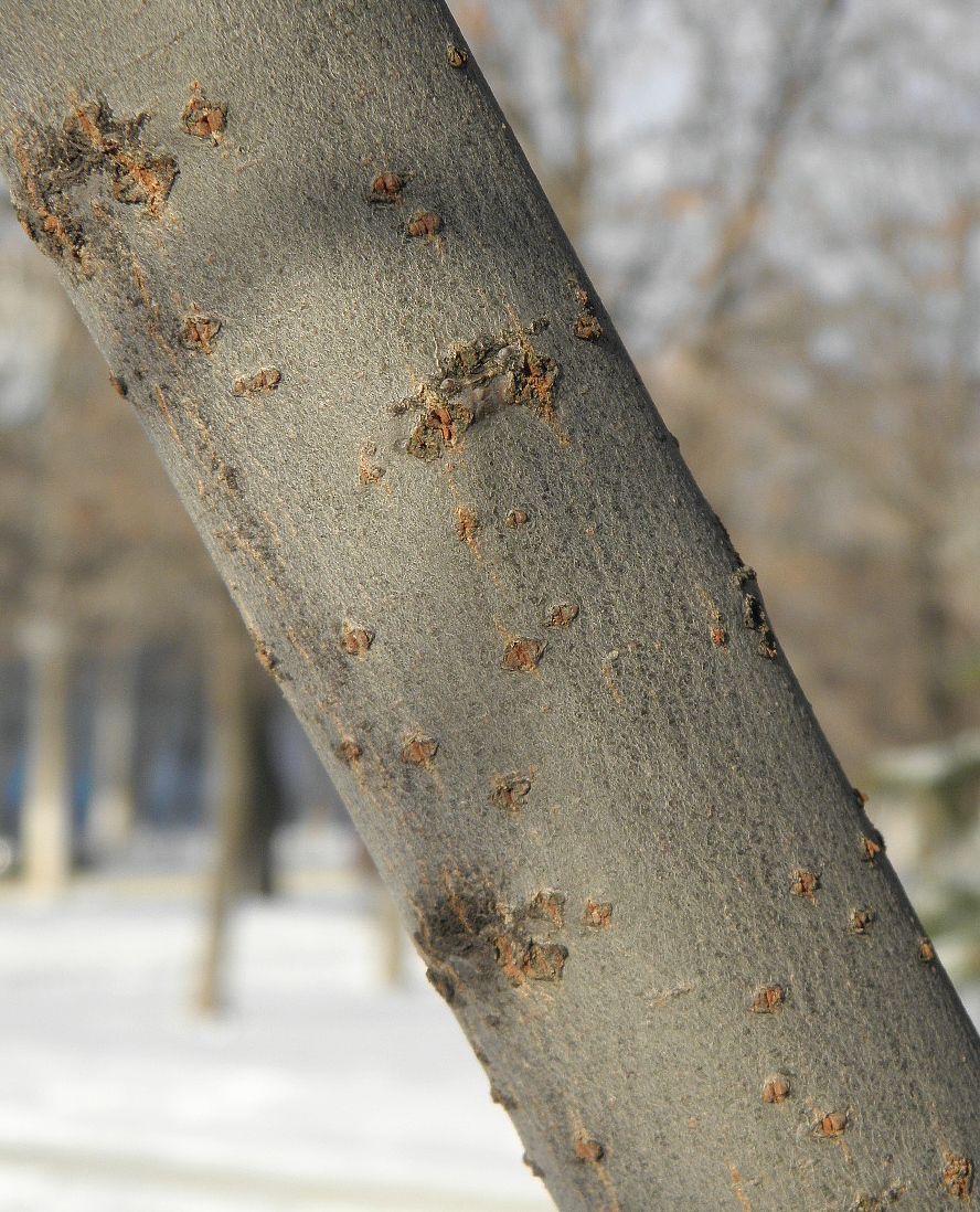 Image of Salix schwerinii specimen.