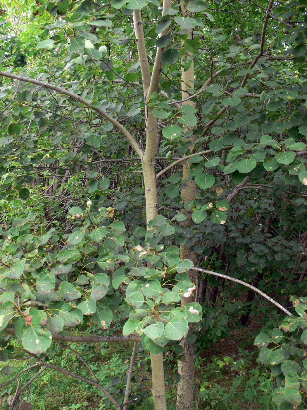 Image of Populus tremula specimen.