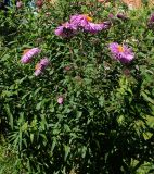 Symphyotrichum novae-angliae