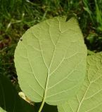 Hydrangea arborescens. Лист (вид снизу). Восточный Казахстан, г. Усть-Каменогорск, парк Жастар, в культуре. 04.09.2016.