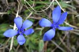 Gentiana uniflora