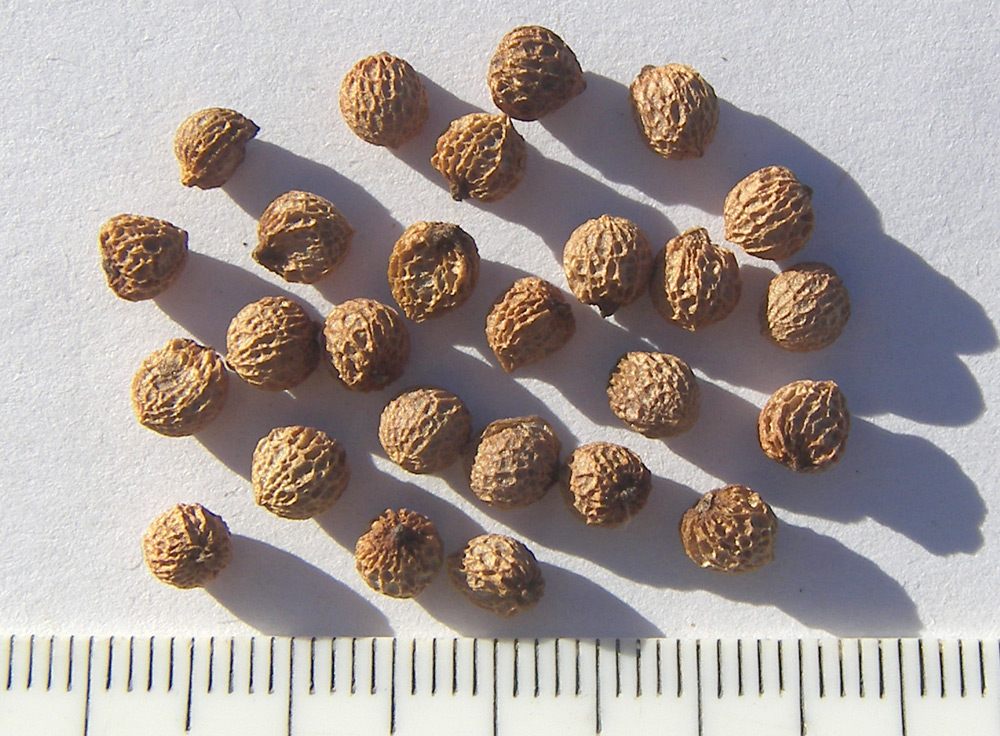 Image of Arum orientale specimen.
