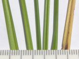 Carex vulpina