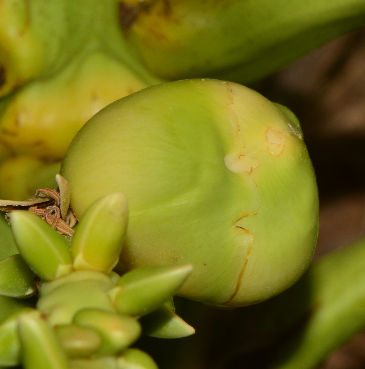 Изображение особи Cocos nucifera.