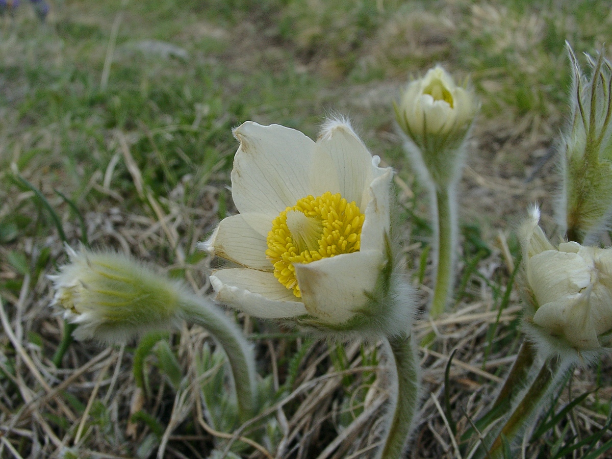 Image of Pulsatilla patens specimen.