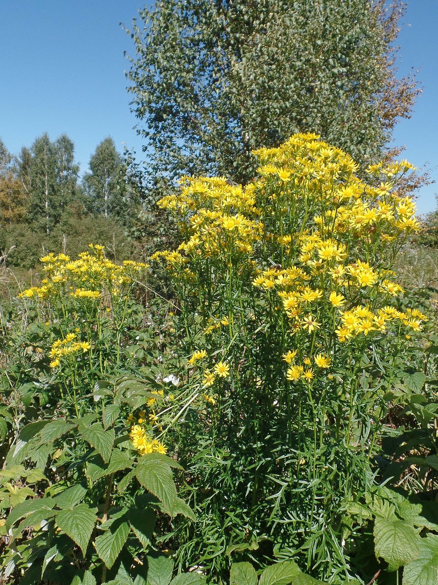 Изображение особи Senecio erucifolius.