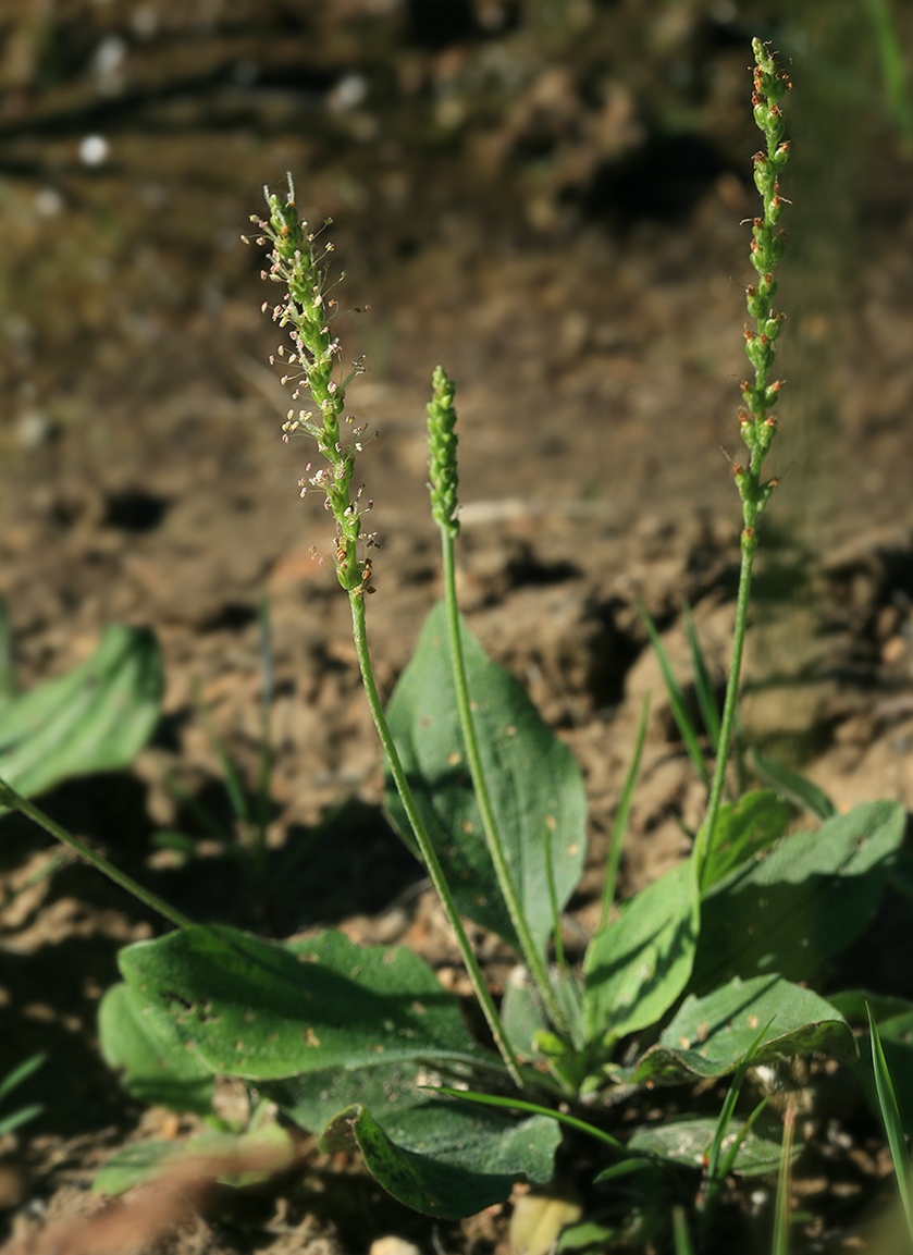 Image of Plantago asiatica specimen.