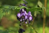 Aconitum neosachalinense