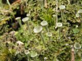 род Cladonia