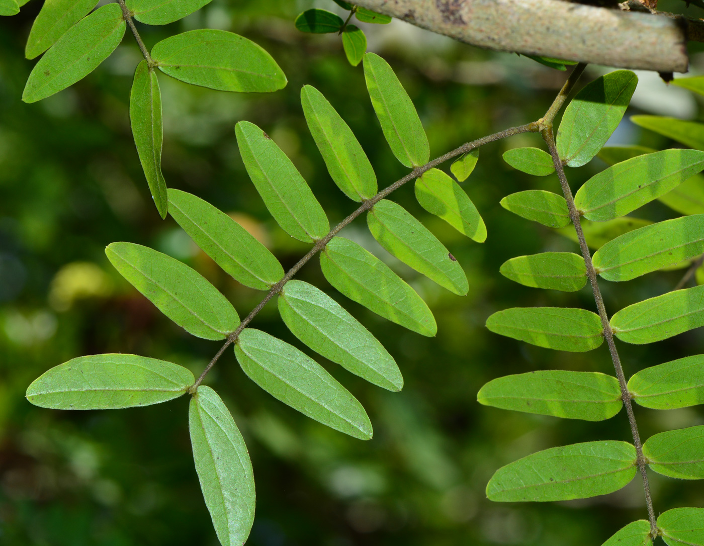 Image of Calliandra haematocephala specimen.