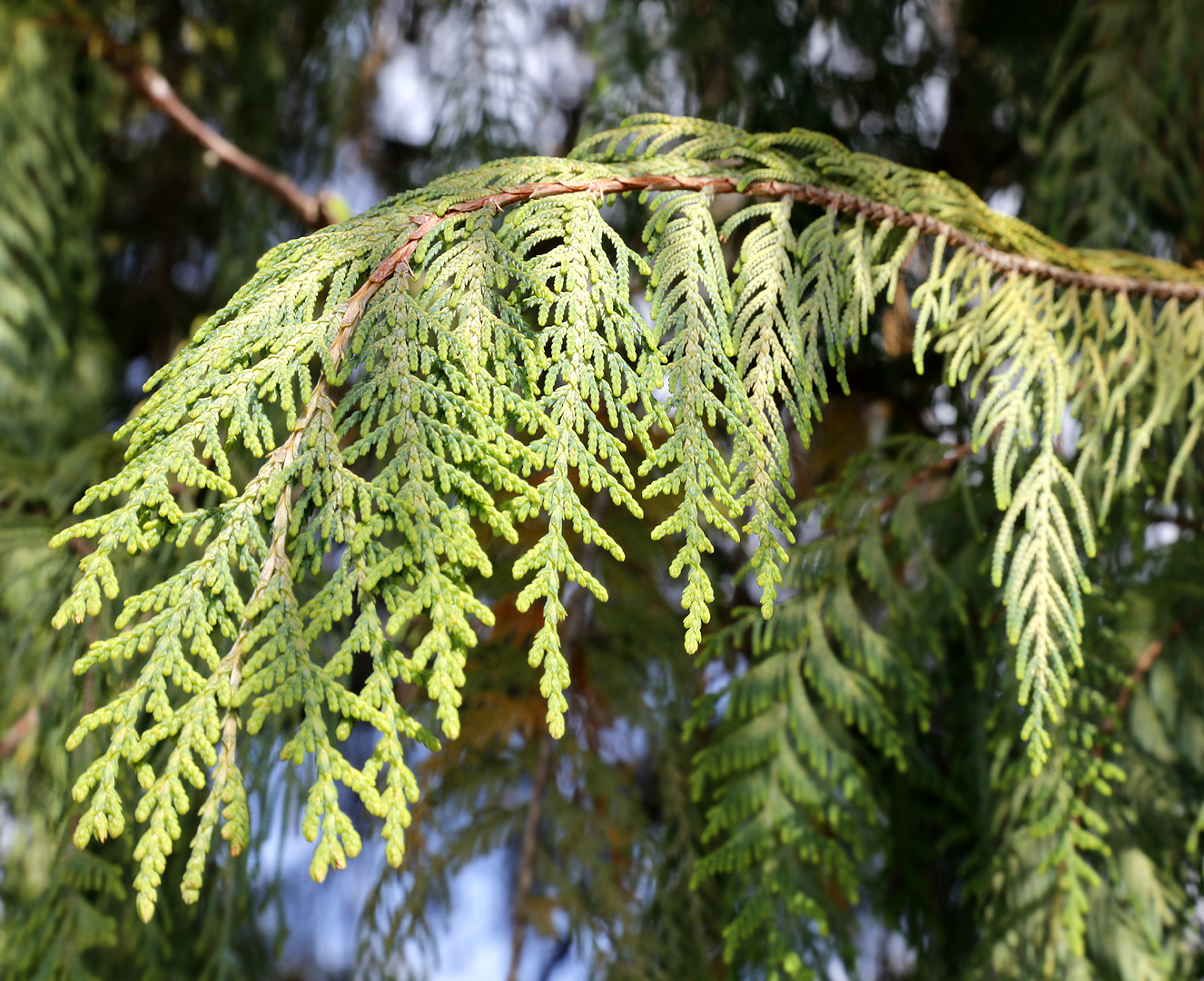 Изображение особи Cupressus cashmeriana.