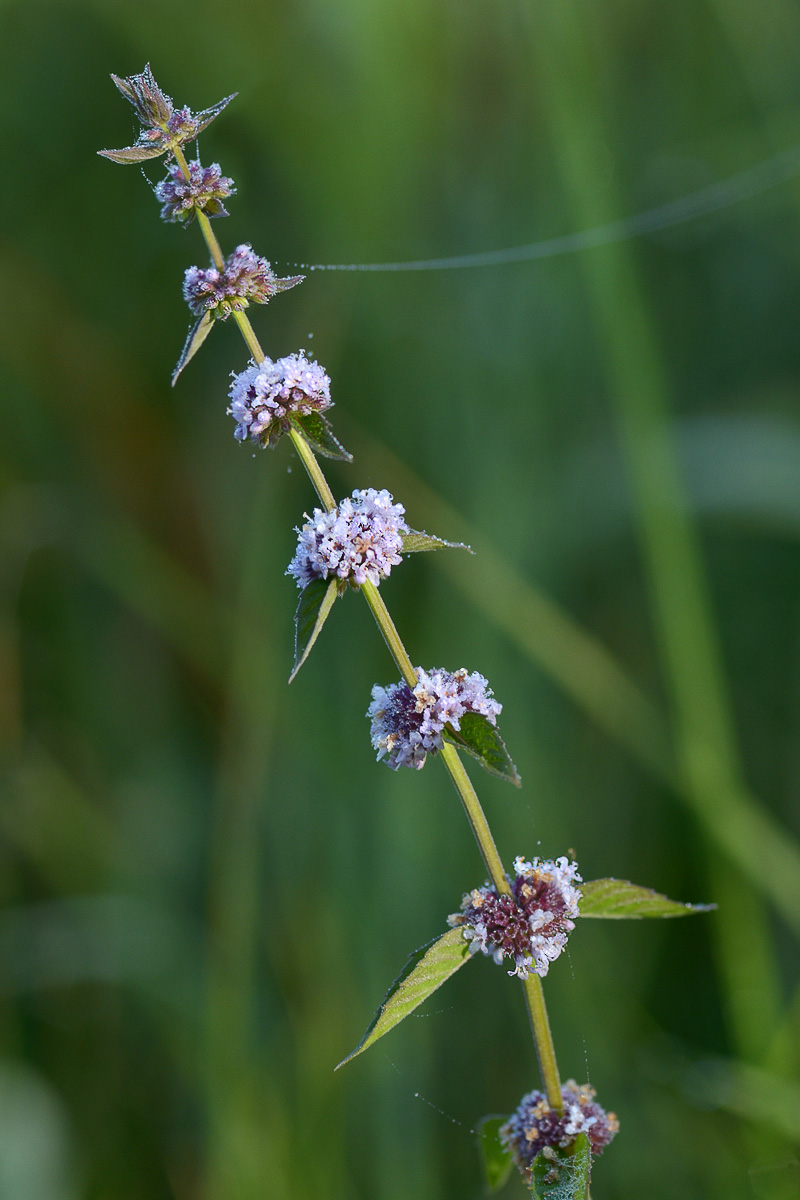 Image of Mentha arvensis specimen.