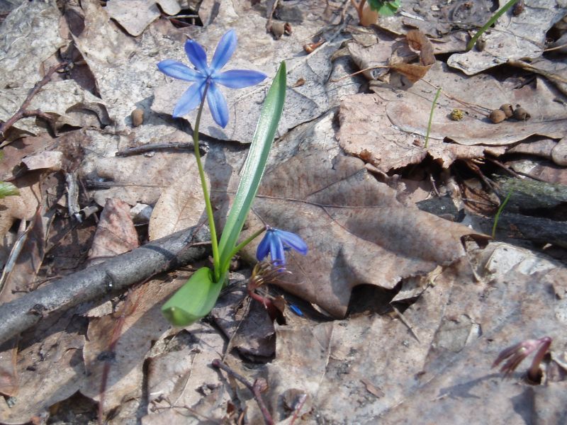 Изображение особи Scilla siberica.