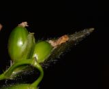 Thalia geniculata. Созревающие плоды. Таиланд, о-в Пхукет, курорт Ката, край леса у дороги вдоль канала. 11.01.2017.