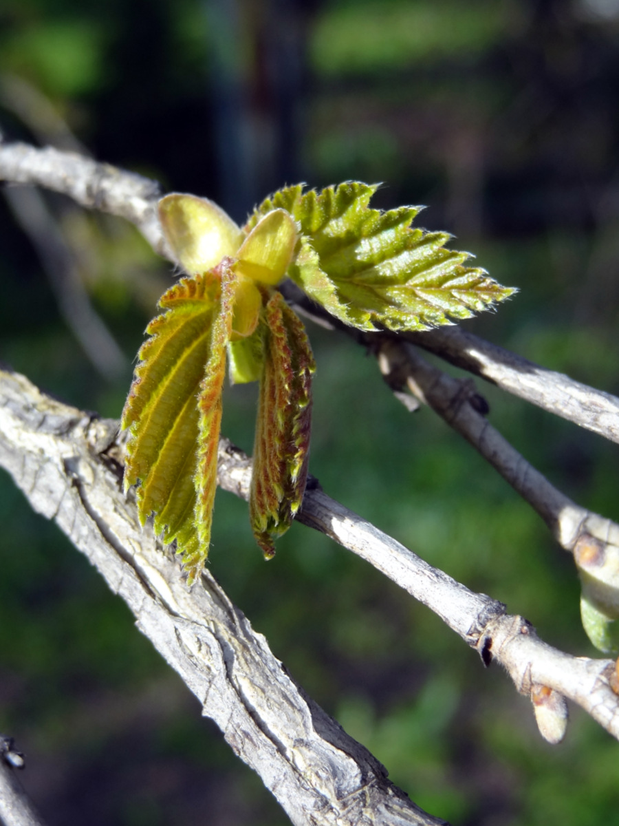 Image of Corylus colurna specimen.