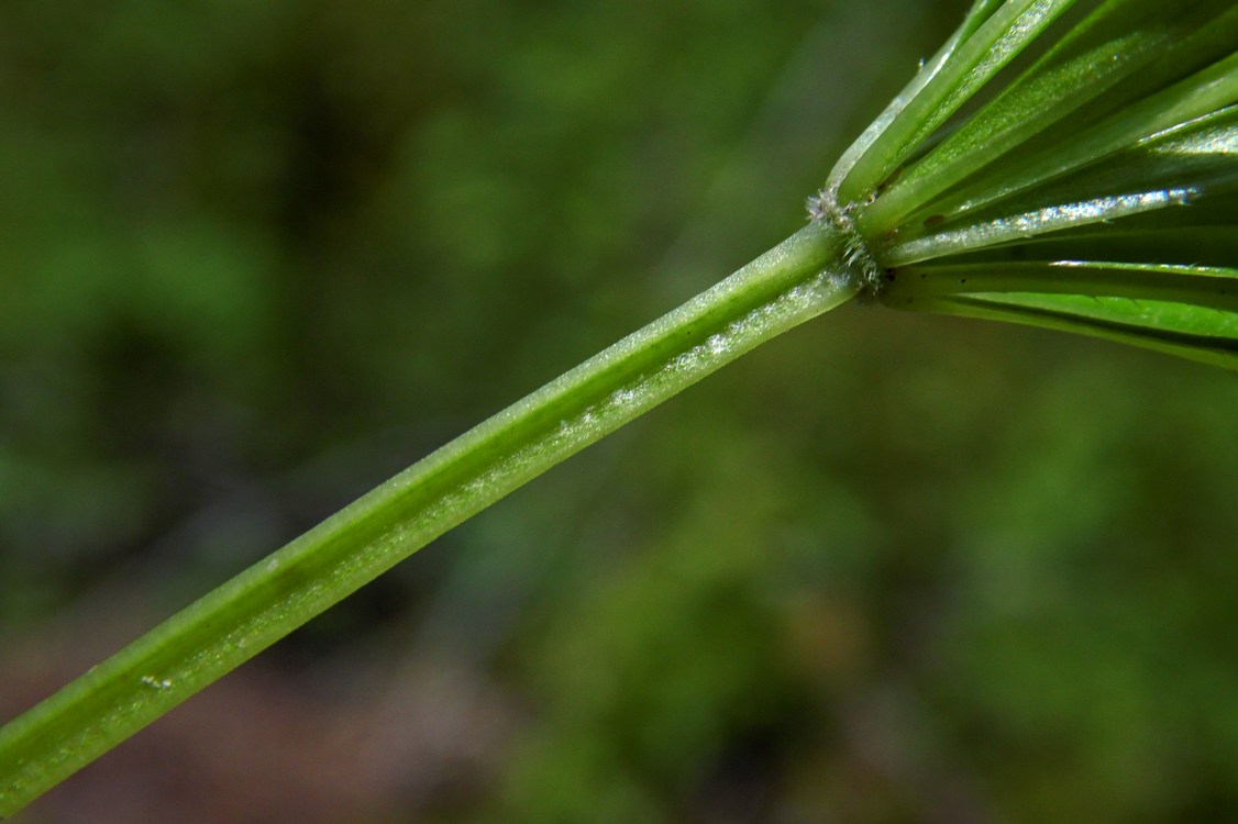 Изображение особи Galium odoratum.