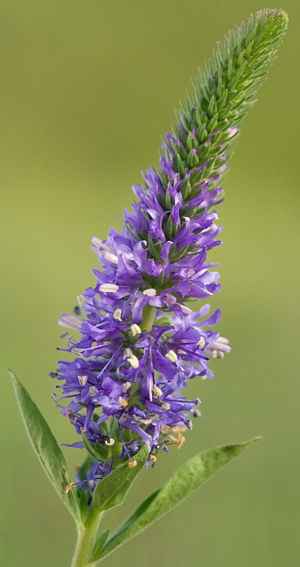 Image of Veronica spicata specimen.