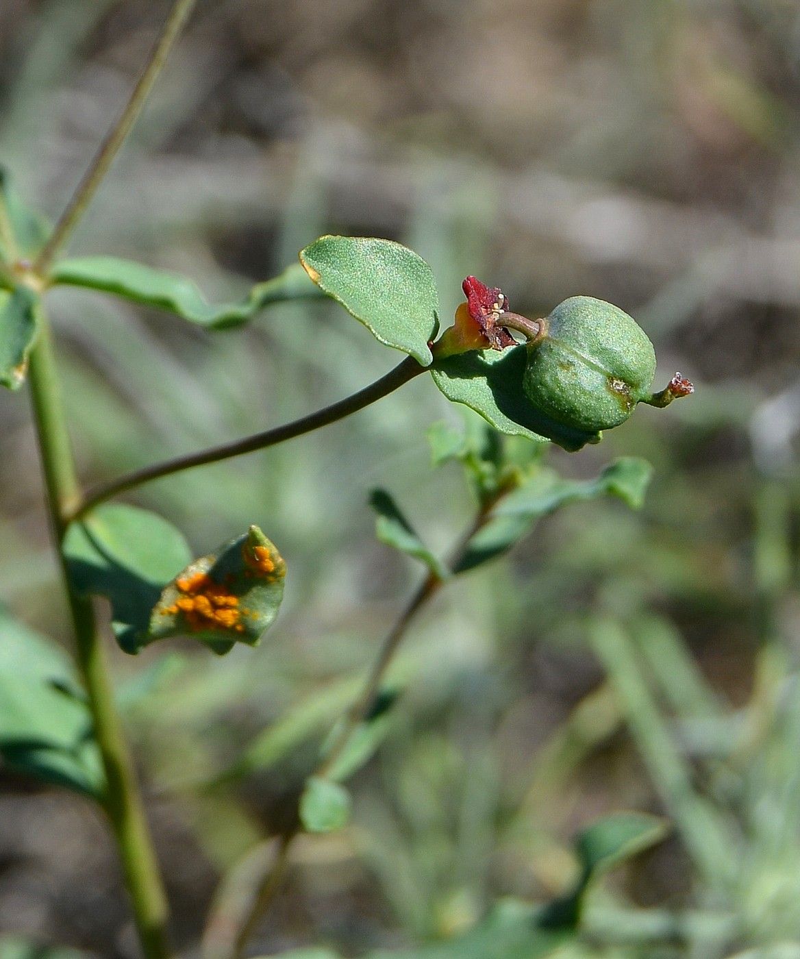 Изображение особи Euphorbia undulata.