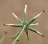 Koelpinia linearis. Соплодие (вид со стороны обертки). Узбекистан, Сурхандарьинская обл., окр. кишлака Ходжа-Камол, пески Каттакум. 28.04.2017.