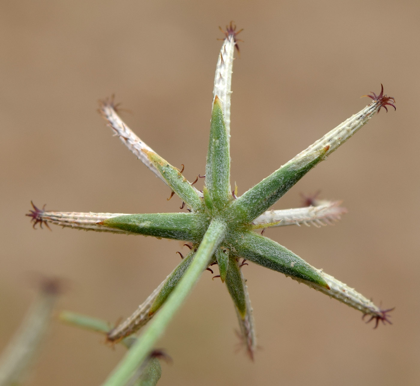 Изображение особи Koelpinia linearis.